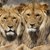 Два лъва изядоха съгледвач в южноафрикански резерват