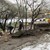 Служители на ОП „Паркстрой“ окастрят дърветата след становище от специалист