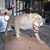 Откриха препариран лъв в частен имот в Разград