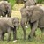 Слоновете в Африка са на изчезване