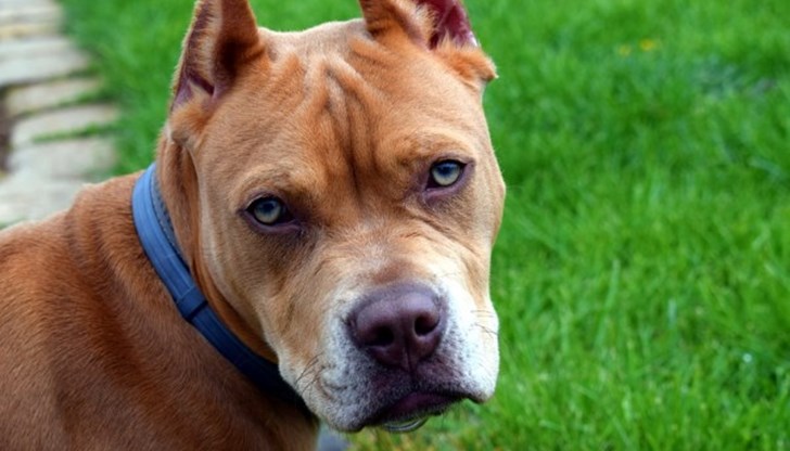 Детето е на домашно лечение без сериозни травми Детето е на домашно лечение без сериозни травми