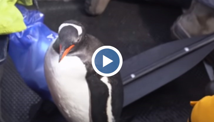 Очевидно съобразил, че с хората ще бъде в безопасност, пингвинът прави опит да скочи в една от лодките