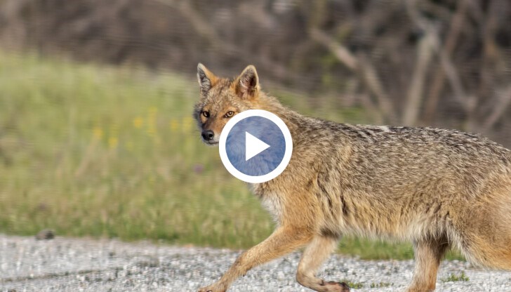 От БАБХ са прибрали трупа на животното, ще бъде извършена експертиза