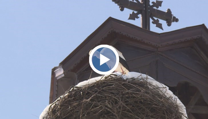 Жители на двата града хранят щъркел в студа