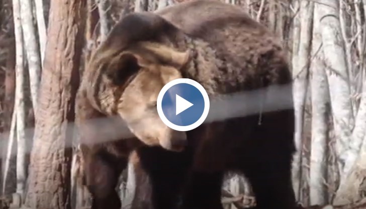 Животните вече се радват на ранно настъпващата пролет.