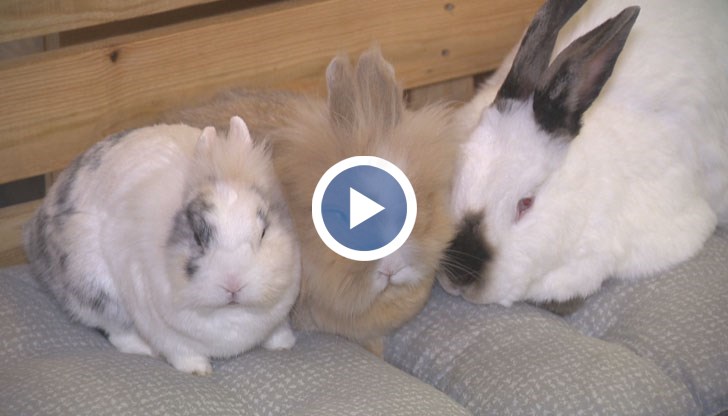 Захвърлени са до контейнери, с абсцеси, със счупени крайници, овъргаляни в разни масла