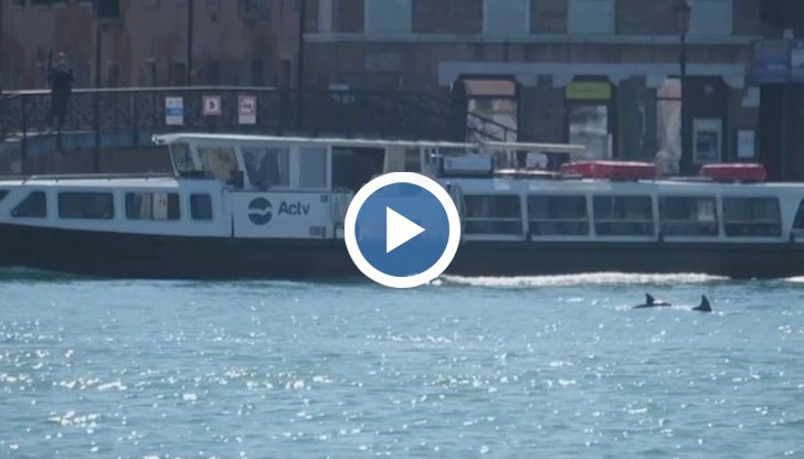 Експерти по дивата природа издирваха животните с помощта на полицейски лодки