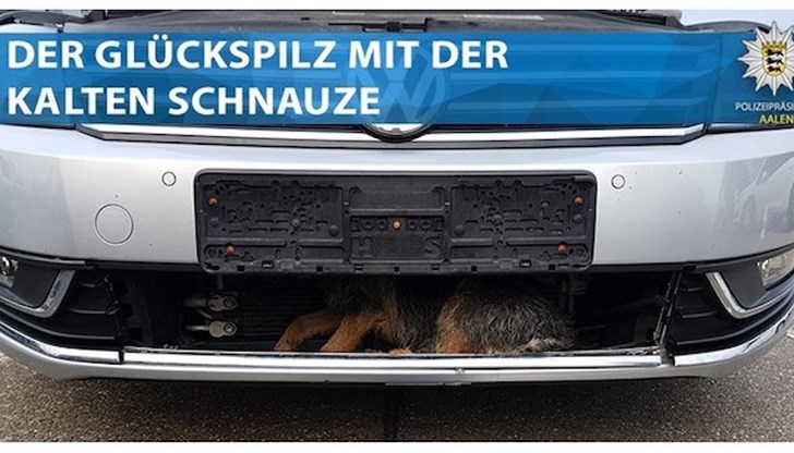 Домашният любимец извади невероятен късмет в Германия