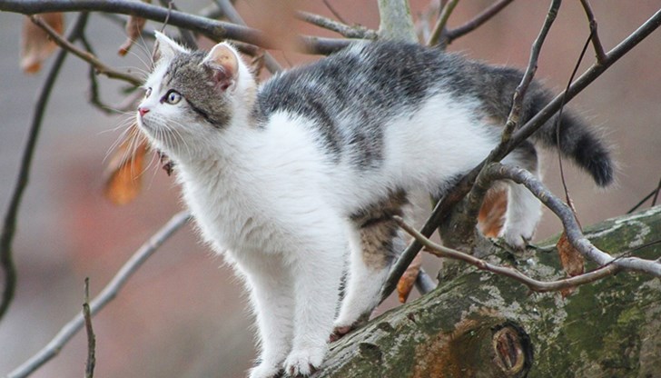 Огнеборците се отзовали на получен сигнал за бедстваща котка, изкачила се на дърво
