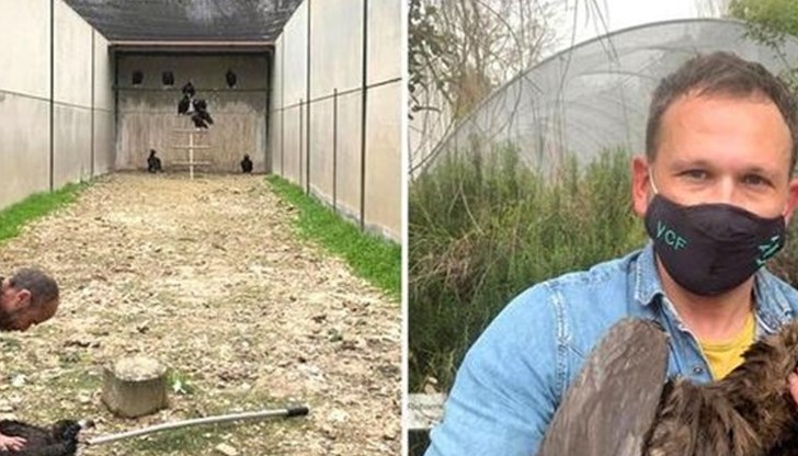 22 черни лешояда ще бъдат отглеждани в България с цел възстановяване на вида им