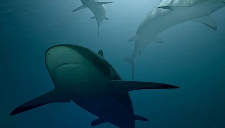 Фаталните атаки на акули в австралийски води са се увеличили осем пъти през 2020 година