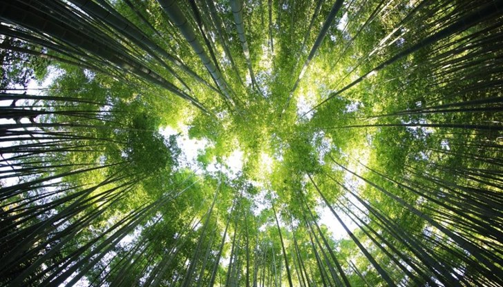 Днес е световният ден на гората - DUNAVMOST.com
