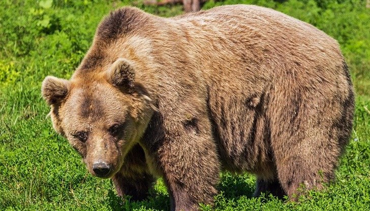 Животното поглъща повече от 30 кг. наркотици, изпуснати от контрабандист насред гората в Джорджия Животното поглъща повече от 30 кг. наркотици, изпуснати от контрабандист насред гората в Джорджия