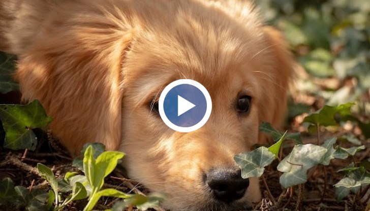 Майката успява да го открие и завежда пожарникарите до него