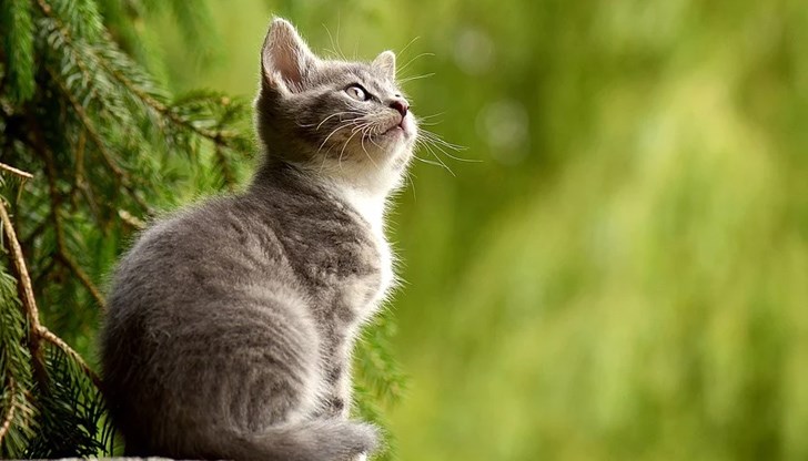 Интерес към препарата ще имат ферми, които отглеждат животни заради ценните им кожи, смятат в страната