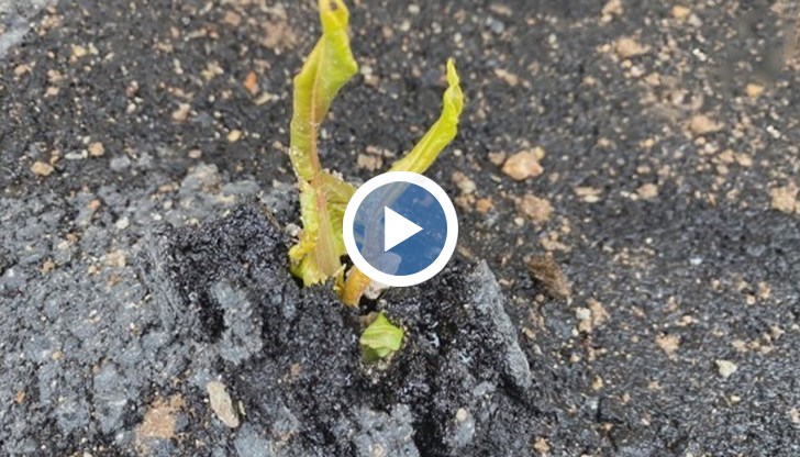 Некачествен ремонт в Своге: Растения „поникнаха“ от асфалт