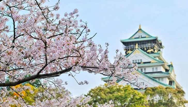 Пиковият цъфтеж на далекоизточната вишна обикновено е в началото на април