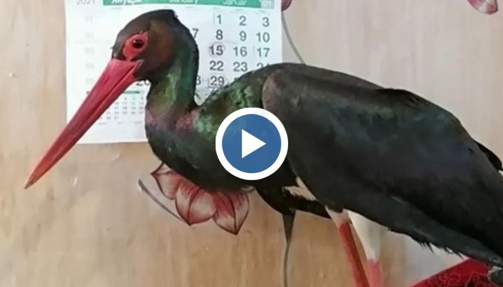 Редкият вид птица е намерена премръзнала в безпомощно състояние, преди два дни