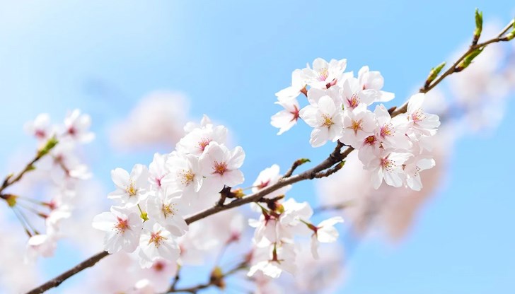 Едва следобед от североизток ще се заоблачи и през нощта ще превали слабо в някои източни и централни райони