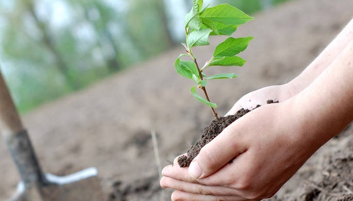 На общинския паркинг до НАП русенци ще могат да се сдобият безплатно с плодни (необлагородени) дръвчета - слива, череша, кайсия и праскова, както и с горски/паркови – черен бор, липа, червен дъб и акация