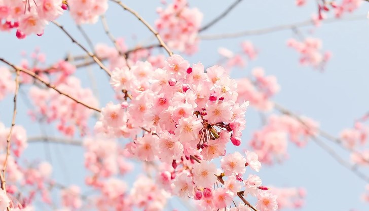 Отрицателните ниски температури, не толкова снегът, колкото обледяването на растителните части, са доста опасни за пъпките