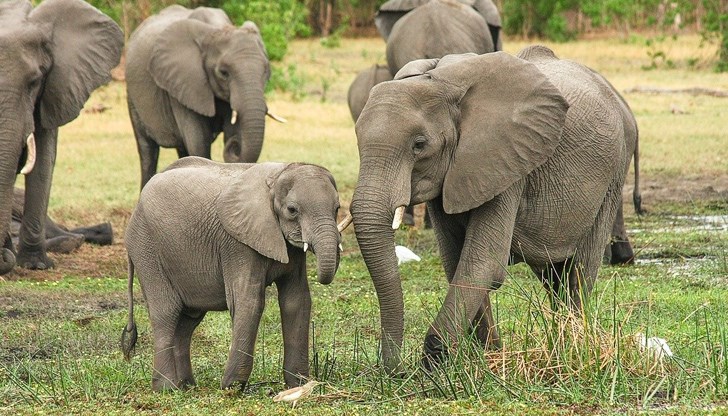 Десетилетия на бракониерство и свиване на местообитанията опустошиха популациите на слоновете