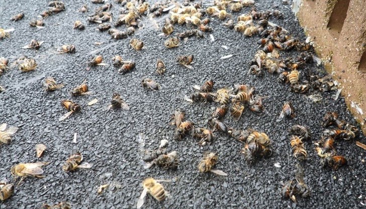 Министерство на земеделието се опитва неистово да скрие този проблем Министерство на земеделието се опитва неистово да скрие този проблем