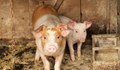 Вихрен Димитров, директор на свинекомплекса в Голямо Враново: България може отново да стане основен износител на свинско месо