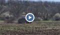Трактор смачка новозасадена гора в Русенско