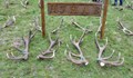 Стотици паднали рога от благороден елен показаха на изложба в ДЛС "Воден - Ири Хисар"