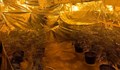 Русенски полицаи разкриха оранжерия за марихуана в Силистренско