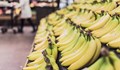 Мистериозно заболяване може да остави света без банани