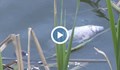 Мъртва риба изплува в езерото „Липник“ в Николово