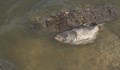 Пълно безхаберие на институциите относно мъртвата риба в езерото „Липник“