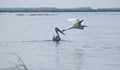 Излюпиха се първите малки на къдроглавите пеликани в резервата „Сребърна“