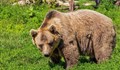 Мечка нападна и уби румънец, излязъл да тича