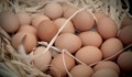 265 000 яйца, заразени със салмонела откриха в Румъния