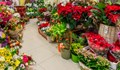 Крадци ограбиха павилион за цветя в центъра на Русе