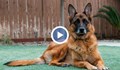 Спасителна операция за куче с щастлив край