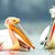 Енотовидно куче заплашва новоизлюпени пеликани в резервата "Сребърна"