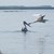 Излюпиха се първите малки на къдроглавите пеликани в резервата „Сребърна“