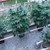 Нидерландци отглеждат марихуана на терасата си в село Косарка