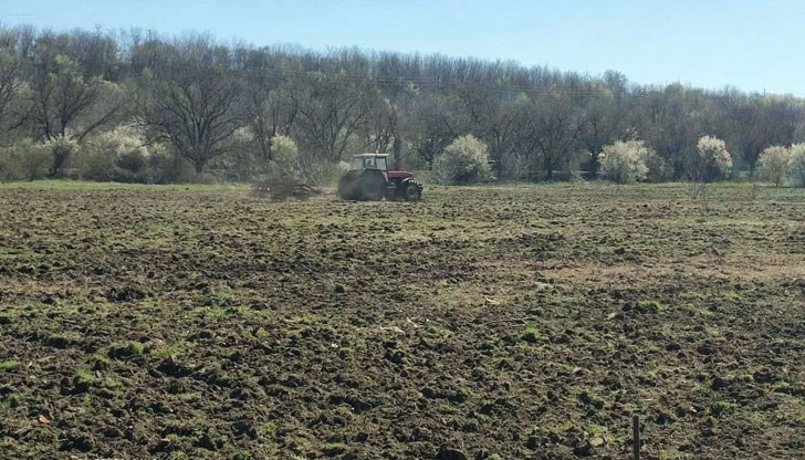 Прегази току-що засадените дръвчета