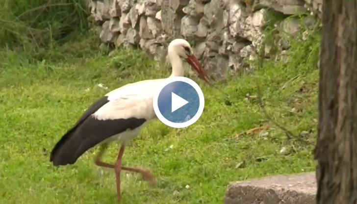 Открити са простреляни птици