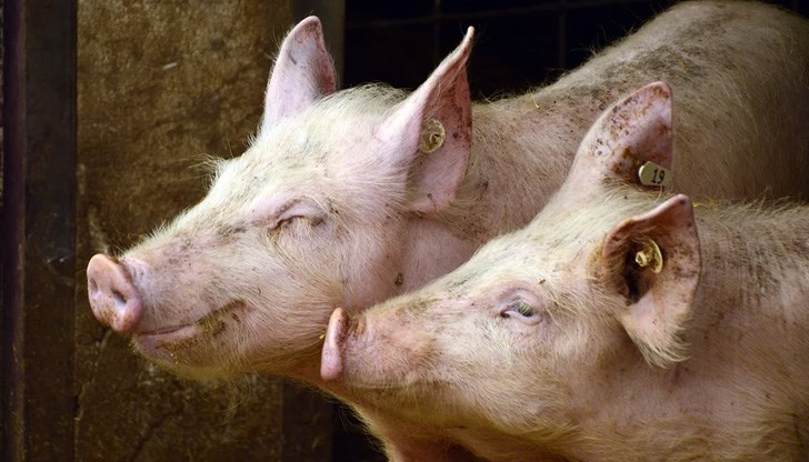 Падат ограниченията за всички производители на свинско месо