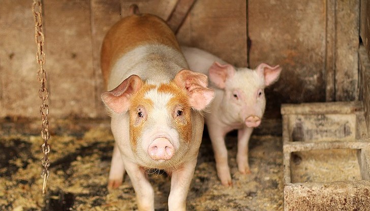 Отпаднаха ограниченията за износ за Русенския регион, където се отглеждат около 100 000 прасета