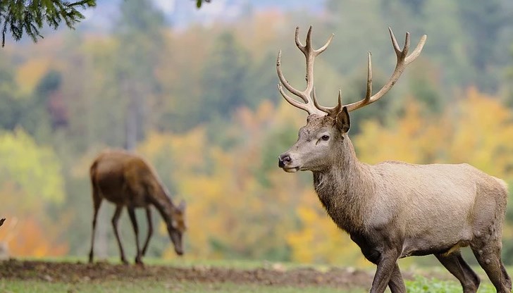 В хода на последвалите оперативно-издирвателни действия в гора в землището на село Балкански са намерени части и от още един убит елен В хода на последвалите оперативно-издирвателни действия в гора в землището на село Балкански са намерени части и от още един убит елен