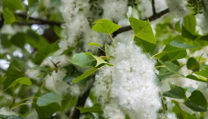 Прекалено стерилният начин на живот също може да развие алергия Прекалено стерилният начин на живот също може да развие алергия