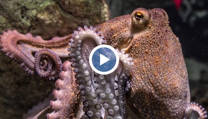 Ядосан октопод нападнал плажуващи в Залива на географа в Австралия