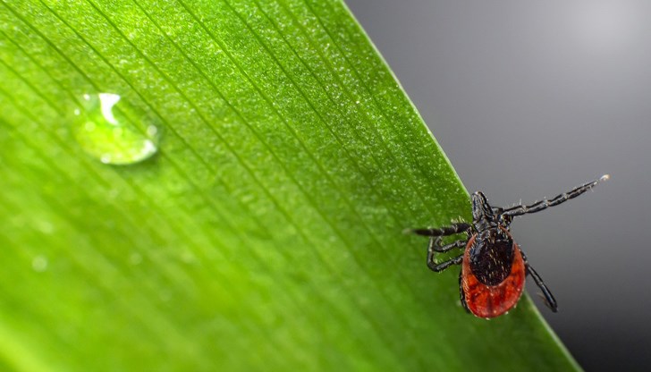 Препаратът е безвреден за хора и животни поради ниската концентрация на разтвора, но като допълнителни превантивни мерки се умоляват гражданите да не навлизат в пръсканите площи Препаратът е безвреден за хора и животни поради ниската концентрация на разтвора, но като допълнителни превантивни мерки се умоляват гражданите да не навлизат в пръсканите площи